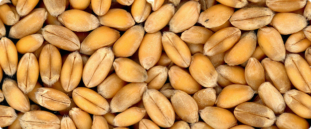 Wheat