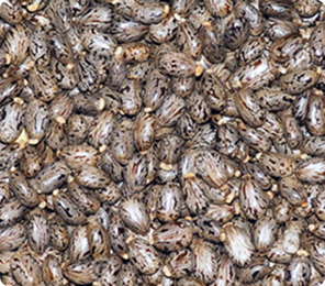 castor seeds