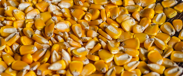 Corn