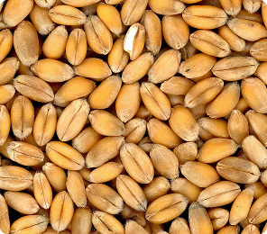 wheat