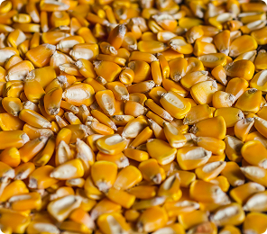 corn
