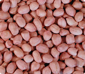 groundnuts