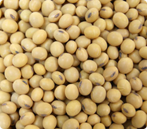 soybeans