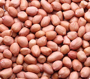 Groundnut