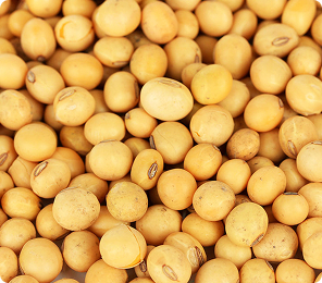 Soybean