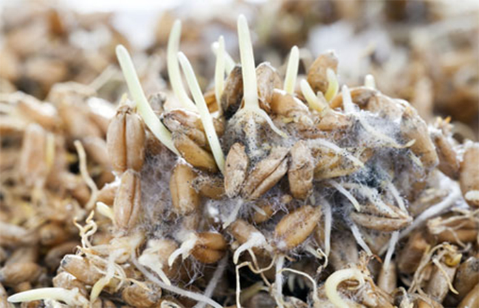 Moldy sprouted grain